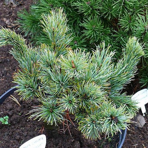 Pinus pumila 'Wohla' - Kääbus-seedermänd 'Wohla' C2/2L